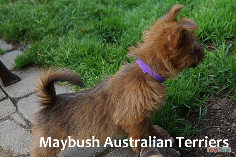 2-small-terriers-maritimes