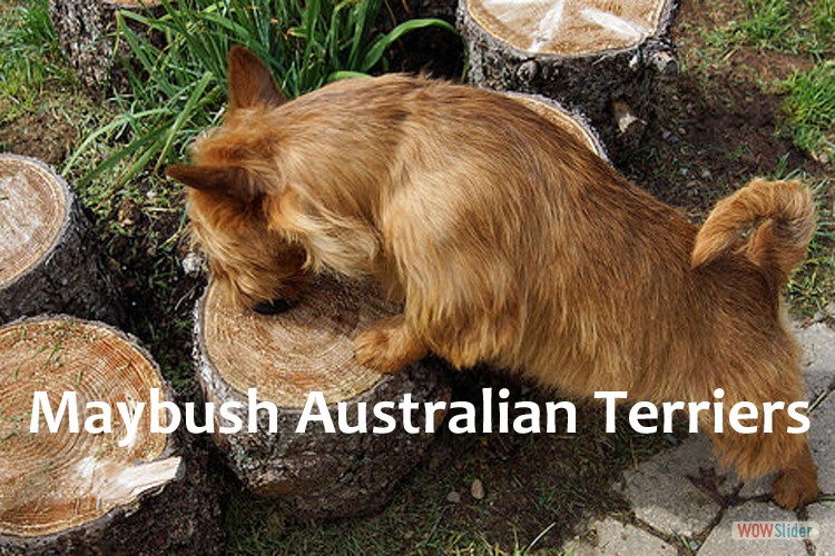 3-small-terriers-maritimes
