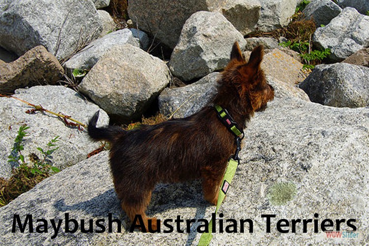 4-small-terriers-maritimes