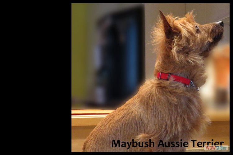 6-small-terriers-maritimes