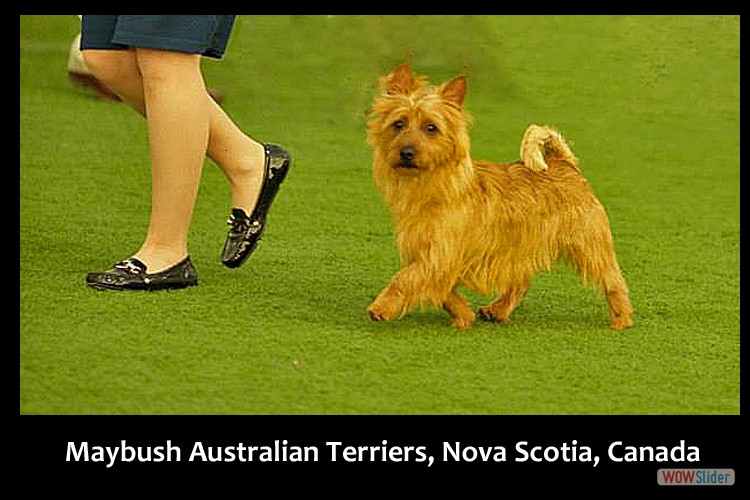 9-small-terriers-maritimes