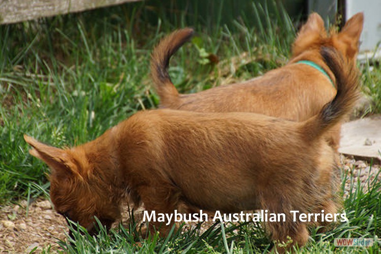 d-australian-terrier-pup-nova-scotia