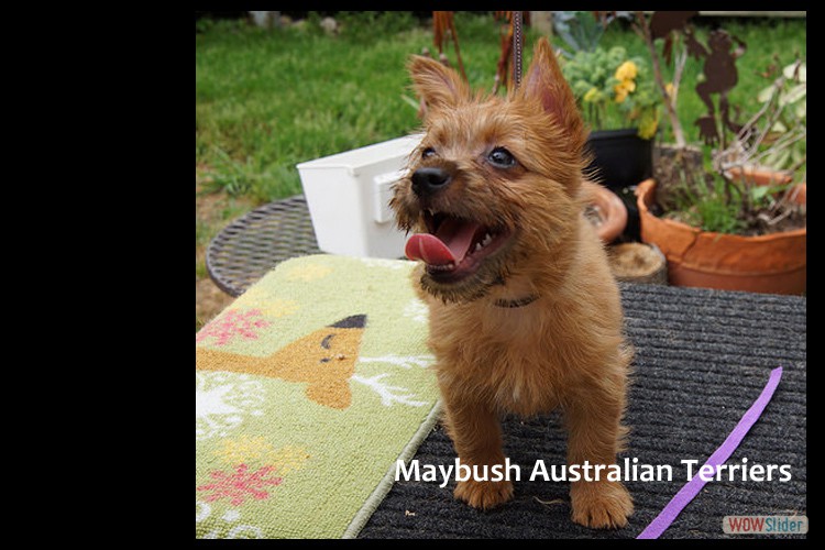h-australian-terrier-pup-nova-scotia
