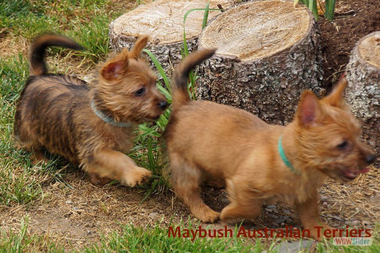 i-australian-terrier-pups-nova-scotia