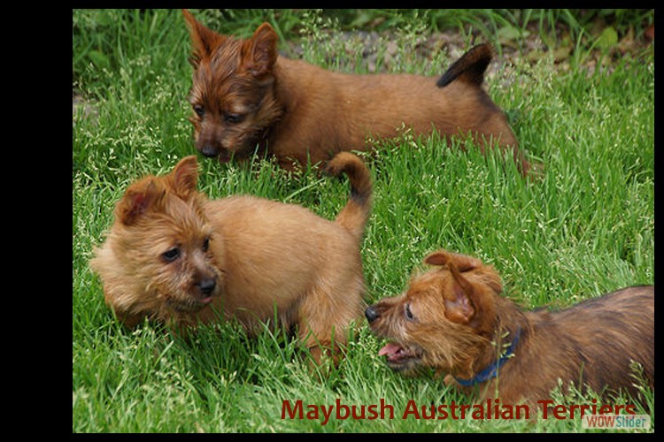 j-australian-terrier-pups-nova-scotia