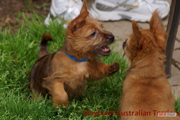 k-australian-terrier-pups-nova-scotia