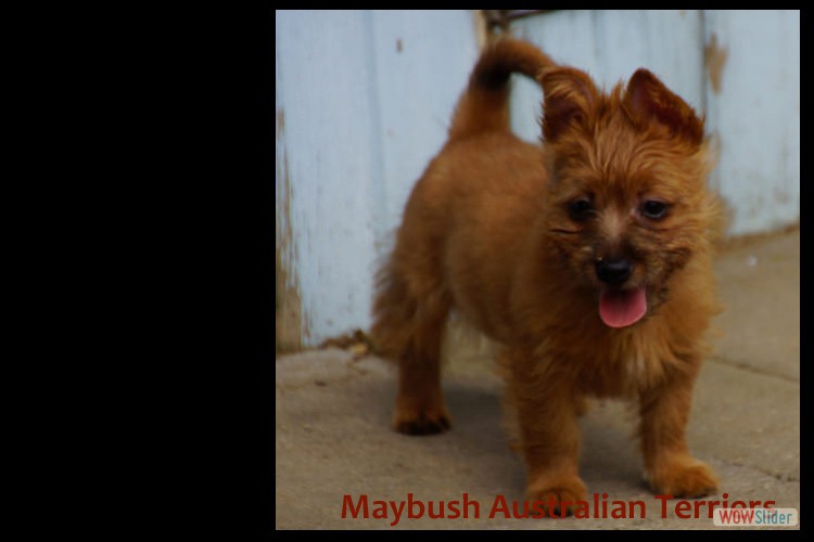 m-australian-terrier-pups-nova-scotia