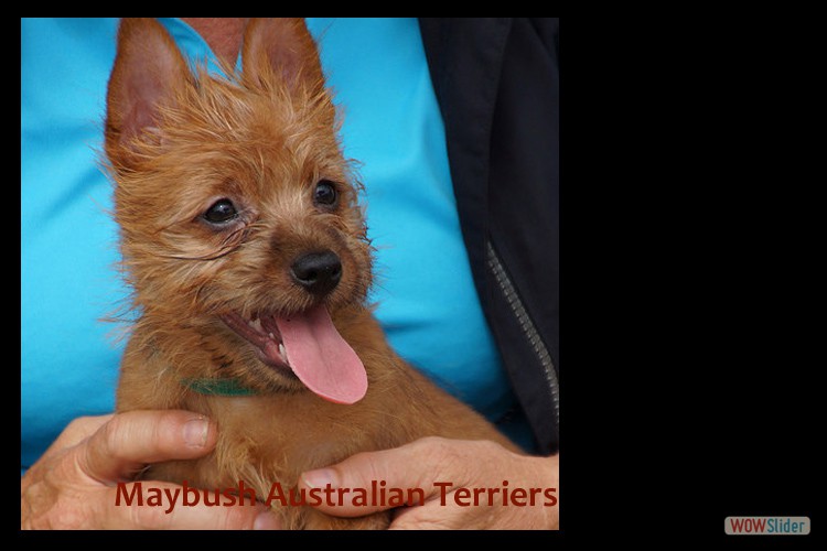 n-australian-terrier-pups-nova-scotia