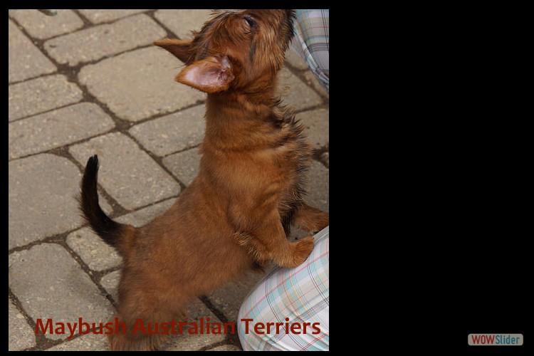 o-australian-terrier-pups-nova-scotia