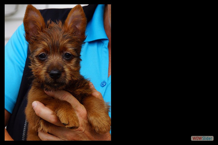q-australian-terrier-pups-nova-scotia