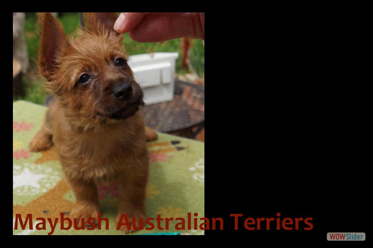 r-australian-terrier-pup-nova-scotia