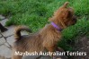 2-small-terriers-maritimes