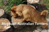 3-small-terriers-maritimes