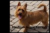 5-small-terriers-maritimes