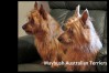 7-small-terriers-maritimes