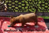 8-small-terriers-maritimes