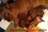 a-australian-terrier-pup-nova-scotia
