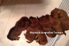 c--australian-terrier-pup-nova-scotia