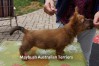 e-australian-terrier-pup-nova-scotia