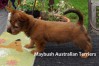 f-australian-terrier-pup-nova-scotia