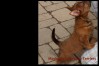 g-australian-terrier-pup-nova-scotia