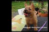 h-australian-terrier-pup-nova-scotia