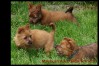 j-australian-terrier-pups-nova-scotia