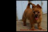 m-australian-terrier-pups-nova-scotia