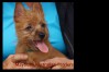 n-australian-terrier-pups-nova-scotia