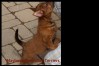 o-australian-terrier-pups-nova-scotia