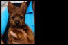 q-australian-terrier-pups-nova-scotia