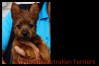 q-australian-terrier-pups-nova-scotiajpg