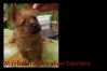 r-australian-terrier-pup-nova-scotia