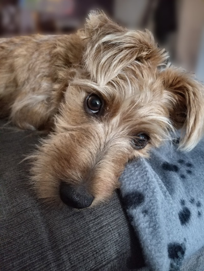 Small terrier testimonial - Nova Scotia