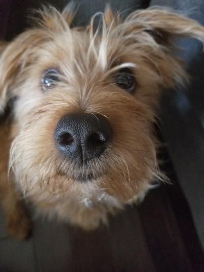Small terrier testimonial - Nova Scotia