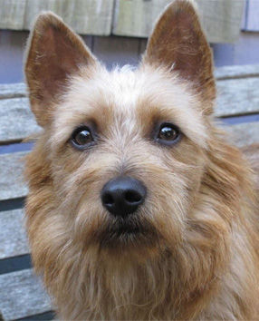Pippin, the aussie terrier