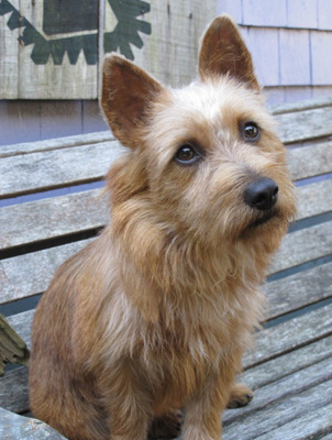 Pippin, the aussie terrier