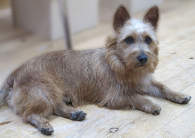 Pippin, the aussie terrier