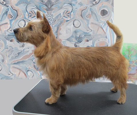 Pippin, the aussie terrier