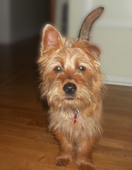 Ross, Nova Scotia terrier