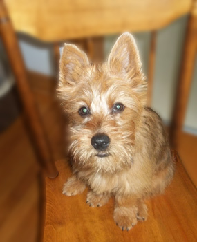 Ross, Nova Scotia terrier