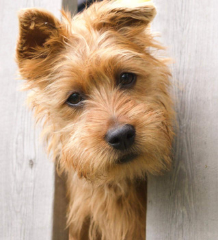 Ross, Nova Scotia terrier