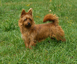 Teenie, the aussie terrier