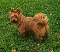 Teenie, the aussie terrier
