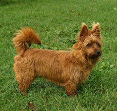Teenie, the aussie terrier