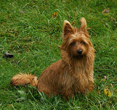 Teenie, the aussie terrier