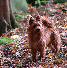 Teenie, the aussie terrier
