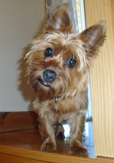 Portia, the aussie terrier