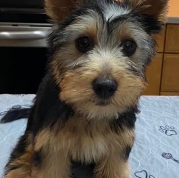 Maybush Australian Terrier pup available