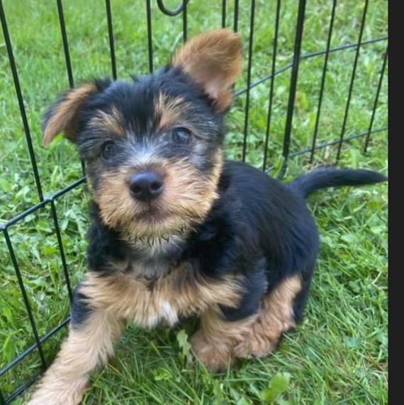 Maybush Australian Terrier pup for sale